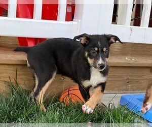 Australian Shepherd-Unknown Mix Puppy for sale in JEROMESVILLE, OH, USA