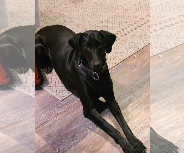 Medium Photo #3 Doberman Pinscher Puppy For Sale in Minneaoplis, MN, USA