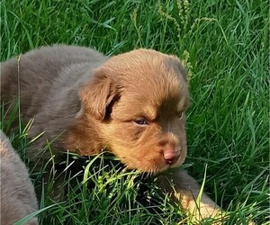 Australian Shepherd Puppy for sale in MARINETTE, WI, USA