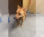 Small Chow Chow