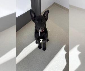 German Shepherd Dog-Unknown Mix Dogs for adoption in San Martin, CA, USA