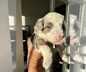Medium Aussiedoodle Miniature 