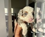 Puppy Myrtle Aussiedoodle Miniature 