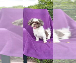 Shih Tzu Dogs for adoption in Weston, FL, USA