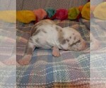 Small Photo #46 Great Dane Puppy For Sale in SPRAGGS, PA, USA