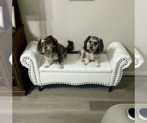 Medium Photo #2 Cock-A-Poo-Unknown Mix Puppy For Sale in Spring Lake, NC, USA