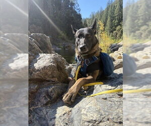 Sparta located in California - Male Mutt Dog for Adoption - Photo #2