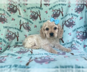 Cocker Spaniel Puppy for sale in LAKELAND, FL, USA