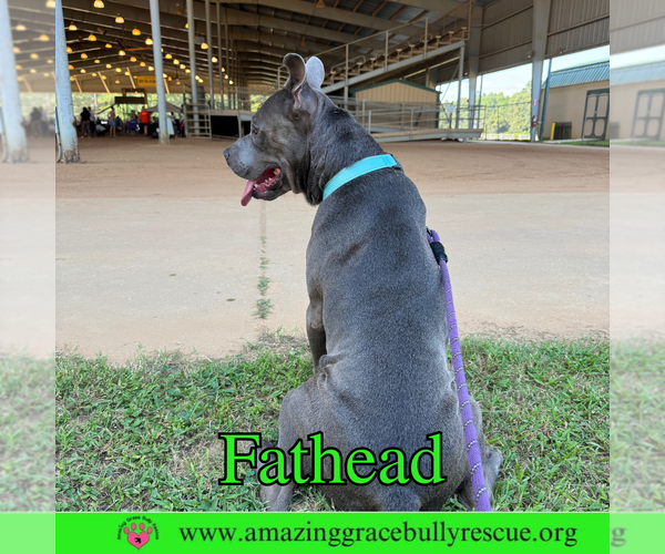 Medium Photo #10 American Pit Bull Terrier-Unknown Mix Puppy For Sale in Pensacola, FL, USA