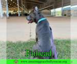 Small #9 American Pit Bull Terrier Mix