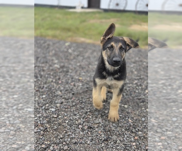 Medium Photo #5 German Shepherd Dog Puppy For Sale in BARRON, WI, USA