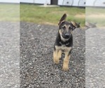 Small #4 German Shepherd Dog