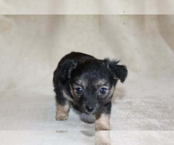 Medium Photo #3 Chihuahua Puppy For Sale in HUDSONVILLE, MI, USA