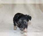 Small Photo #8 Chihuahua Puppy For Sale in HUDSONVILLE, MI, USA