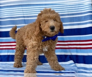 Goldendoodle Puppy for sale in LANCASTER, PA, USA
