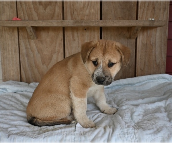 Medium Photo #2 Beabull-Siberian Husky Mix Puppy For Sale in MILLERSBURG, OH, USA