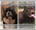 Small Photo #1 American Bully Puppy For Sale in MIDDLETOWN, OH, USA