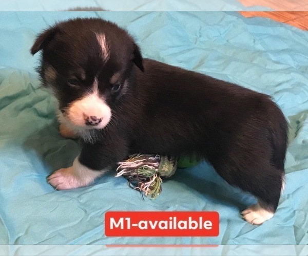 Medium Photo #4 Cowboy Corgi Puppy For Sale in SUMMERVILLE, GA, USA