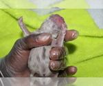 Small Photo #5 French Bulldog Puppy For Sale in SPRING, TX, USA