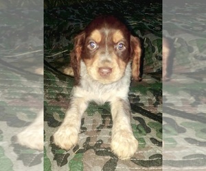 Brittany Puppy for sale in SEDRO WOOLLEY, WA, USA