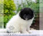 Oakley - Female Pomeranian Puppy for Sale - Photo #2