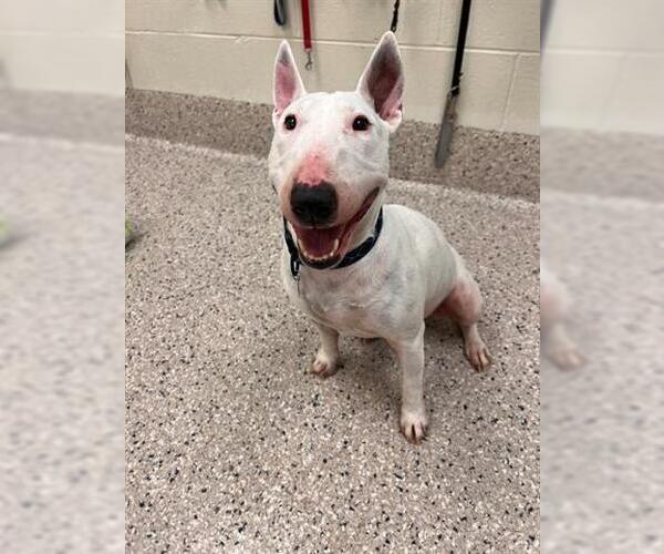 Medium Photo #1 Miniature Bull Terrier Puppy For Sale in Brighton, CO, USA