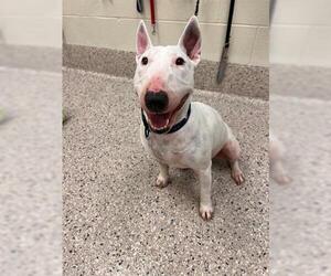 Miniature Bull Terrier Dogs for adoption in Brighton, CO, USA