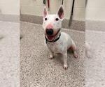 Small Miniature Bull Terrier