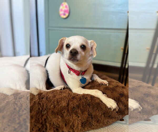 Medium Photo #4 Rat-Cha Puppy For Sale in San Francisco, CA, USA