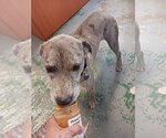 Small #3 Catahoula Leopard Dog-Labrador Retriever Mix
