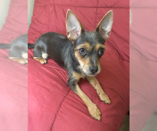 Medium Photo #3 Chihuahua-Unknown Mix Puppy For Sale in Cranston, RI, USA