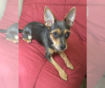Small #2 Chihuahua Mix