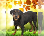 Small Rottweiler