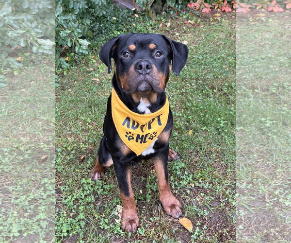 Medium Photo #3 Rottweiler-Unknown Mix Puppy For Sale in Spring Lake, NJ, USA