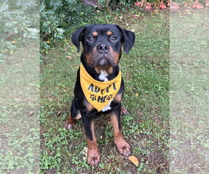 Rokkie - Male Rottweiler-Unknown Mix Dog for Adoption - Photo #3