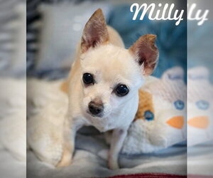 Chihuahua Dogs for adoption in Chino Hills, CA, USA