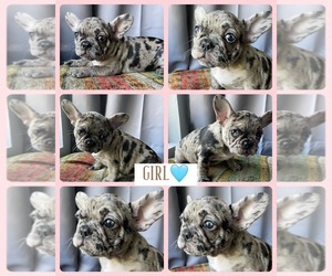 French Bulldog Puppy for sale in PALMDALE, CA, USA