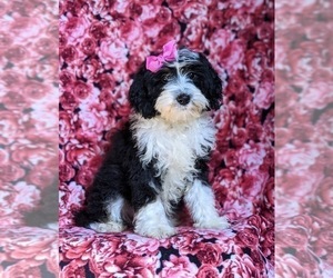 Miniature Bernedoodle Puppy for sale in GLEN ROCK, PA, USA
