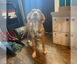 Small Labrador Retriever-Pharaoh Hound Mix