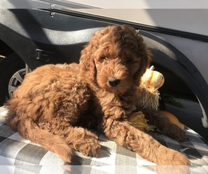 Goldendoodle-Irish Doodle Mix Puppy for sale in COCOA, FL, USA