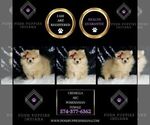 Small #1 Pomeranian