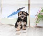 Small Photo #1 Morkie Puppy For Sale in MARIETTA, GA, USA