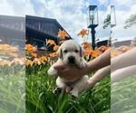 Small #4 Labrador Retriever