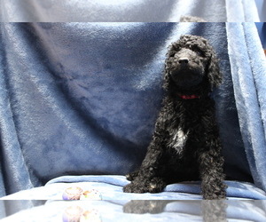Poodle (Standard) Puppy for sale in BUFFALO, NY, USA