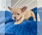 Small Photo #13 French Bulldog Puppy For Sale in PORTOLA VALLEY, CA, USA