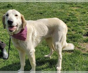Anatolian Shepherd Dogs for adoption in Placerville, CA, USA