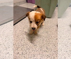 Jack Russell Terrier-Parson Russell Terrier Mix Dogs for adoption in Holly Springs, NC, USA