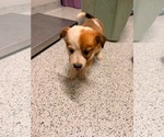 Small Jack Russell Terrier-Parson Russell Terrier Mix