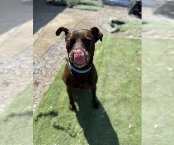 Medium Photo #3 Labrador Retriever-Unknown Mix Puppy For Sale in Evansville, IN, USA