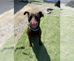 Stella Grace - Female Labrador Retriever-Unknown Mix Dog for Adoption - Photo #3